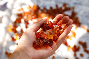 Amber Tree Resin Chunks in Hand - Traditional Chinese Medicine Peach Tears from Yunnan Hubei