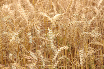 Mature Golden Wheat Field Ready for Harvest in Natural Farmland Environment