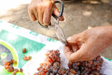 Cutting Peach Gum Tree Resin with Scissors - Traditional Chinese Food Ingredient from Yunnan