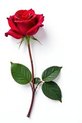 Fototapeta premium Single red Mister Lincoln rose, isolated on white Ample copy space to the right , mister lincoln, summer, single flower