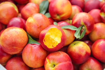 Fresh Dalian Nectarines with Yellow Flesh from Orchard Harvest Ready for Picking