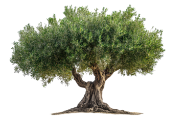 Stunning olive tree standing alone on a white background showcasing the natural beauty and resilience of a timeless symbol of peace and prosperity
