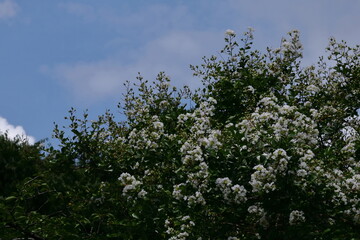 真夏の青空に映える