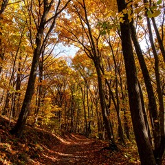 Autumn Forest Path (2)