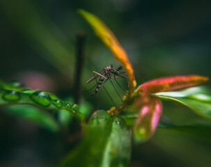 Mosquito on a Leaf Closeup