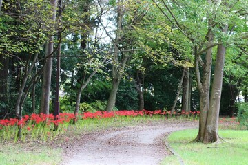 彼岸花の咲く秋の公園