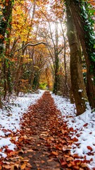 Autumn Forest Path Covered Snow