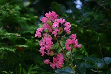 真夏の青空に映える