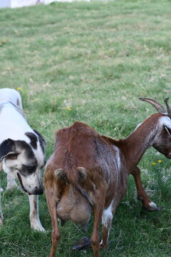 goat and guardian Anatolian shepherd dog working dog