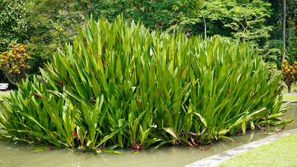 A vibrant view of lush canna lily plants with broad green leaves and bright flowers growing in a garden pond, creating a tropical and exotic atmosphere