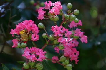 真夏の青空に映える