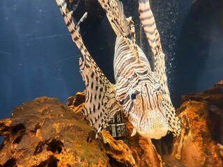 Obraz premium 綺麗なミノカサゴ