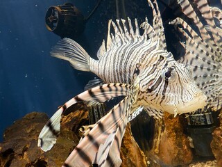 可愛いミノカサゴ