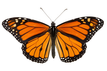 Fototapeta premium Vibrant Monarch Butterfly on Abstract Glitch Background: Nature, Art, and Design Stock Image