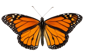 Vibrant Monarch Butterfly on Abstract Glitch Background: Nature, Art, and Design Stock Image