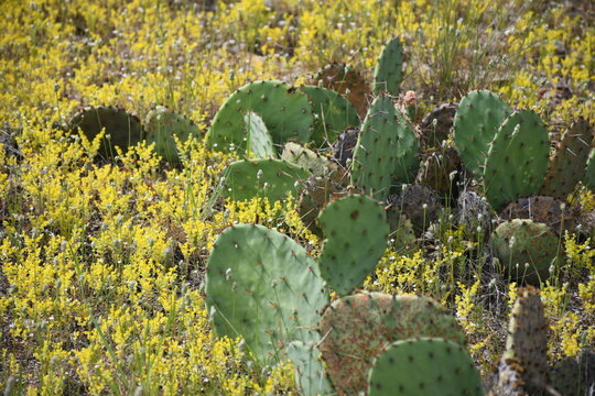 prickly pear cactus