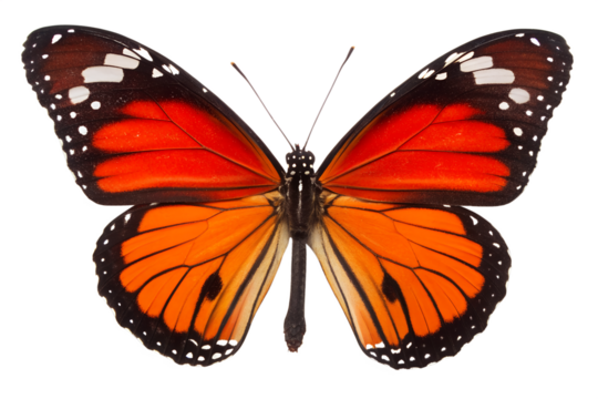Vibrant Orange Butterfly Wings: Detailed Macro Shot, Abstract Glitch Background, Nature, Wildlife, Insect, Tropical, Vivid Colors, High-Resolution Image.
