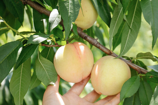 Fresh Yangshan Peaches Hand Picked from Tree by Local Growers at Origin Farm