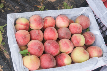 Fresh Peaches in Box - Yangshan Farmers Market Fruit Harvest