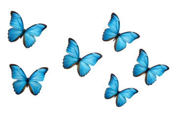 Vibrant Blue Morpho Butterflies Soaring Against Bold Abstract Pink and Black Stripes:  Digital Art Print