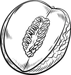 hand drawn vector illustration of a melon fruit 