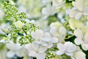 A beautiful, soft focus close-up of white hydrangea paniculata flowers and buds, a delicate and serene floral background.