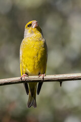 Male European Greenfinch (Chloris chloris) perched on a branch (portrait)
