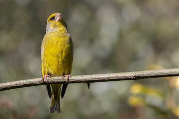 Male European Greenfinch (Chloris chloris) perched on a branch