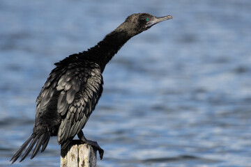 Little Black Cormorant (Phalacrocorax sulcirostris) standing on a fence post in water sticking its head forward