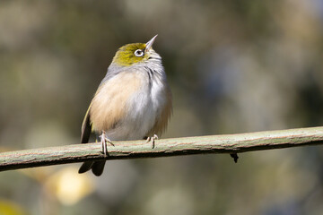 Silvereye (Zosterops lateralis) perched on a branch gazing upwards