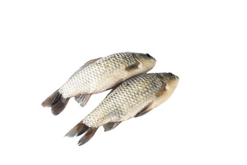 Fresh Raw Carp Fish Isolated on White Background - Two Whole Fish for Culinary Design