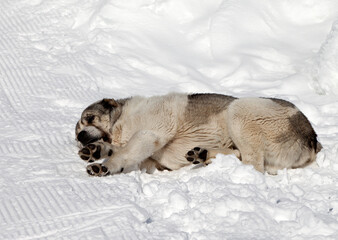 Naklejka premium Dog sleeping on ski slope