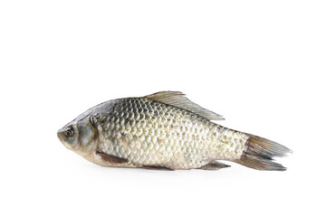 Fresh Raw Carp Fish Isolated on White Background