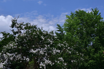 真夏の青空に映える