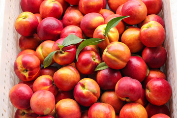 Fresh Nectarines from Shanxi Dalian Orchards - Direct Supply Organic Stone Fruit Harvest with Red Yellow Heart Varieties