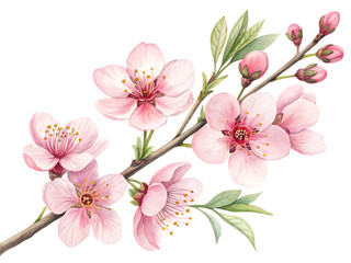 Background with pink flowers watercolor delicate blossoms. isolated on white background
,PNG.AI Generated.
