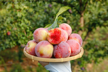 Farmer holding basket of fresh red plums from orchard harvest