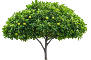 Lime tree displaying ripe limes against a white background, showcasing the lush green foliage and abundant fruit on a bright day in a garden setting