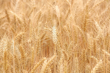 Mature Golden Wheat Field Ready for Harvesting - Agricultural Crop Background