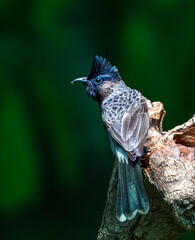 black capped kingfisher