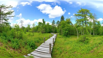 Fototapeta premium path in the forest