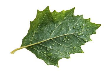 Naklejka premium Fresh green leaf with water droplets showcasing nature's beauty and detail in a crisp, vibrant setting captured with gigapixel precision