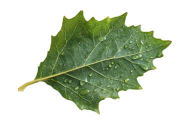 Fresh green leaf with water droplets showcasing nature's beauty and detail in a crisp, vibrant setting captured with gigapixel precision