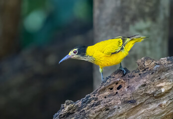 red headed woodpecker