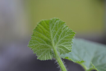 Delicate New Melon Leaf and Tendril Macro