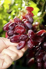 Fresh Red Grapes in Hand with Water Droplets - Premium Quality Fruit Harvest