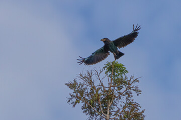 red winged blackbird