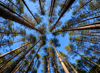 A peaceful forest filled with towering trees reaching for the clear blue sky creates a tranquil atmosphere on a sunny day.