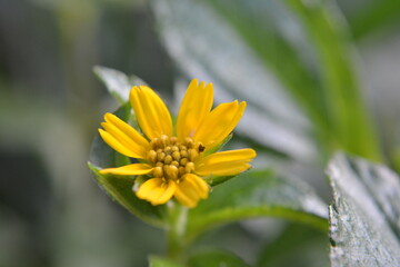 Bright Yellow Wildflower with Green Leaves