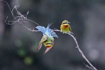 great tit parus major on a branch
